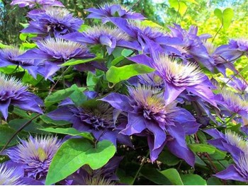 Powojnik Clematis Multi Blue