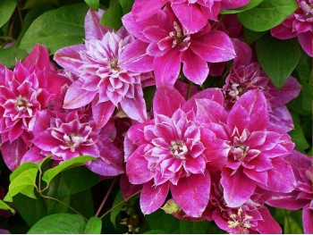 Powojnik Clematis My Darling PBR