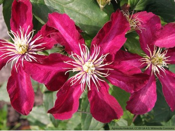 Powojnik Clematis Niobe