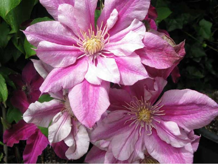 Powojnik Clematis PATRICIA ANN FRETWELL Pafar