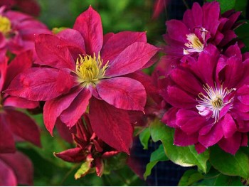 Powojnik Clematis Red Star