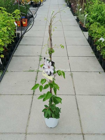 Powojnik Clematis Snow Queen