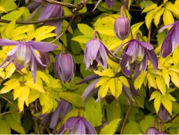 Powojnik Clematis Stolwijk Gold PBR