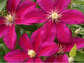 Powojnik Clematis Sunset