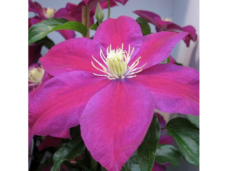 Powojnik Clematis Sunset