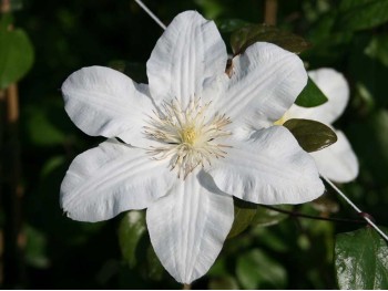 Powojnik (clematis) 'Sylvia Denny' C2