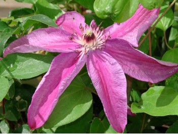 Powojnik Clematis Sympatia