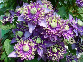 Powojnik Clematis Taiga PBR