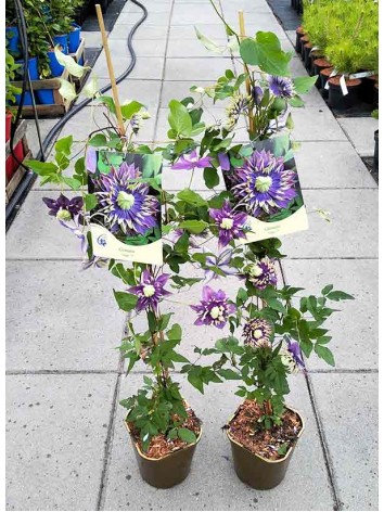 Powojnik Clematis Taiga PBR