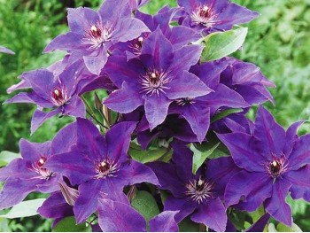 Powojnik Clematis The President