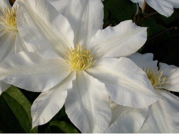 Powojnik Clematis Toki