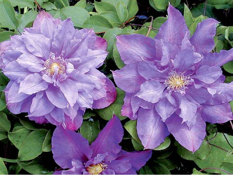 Powojnik Clematis Vyvyan Pennell