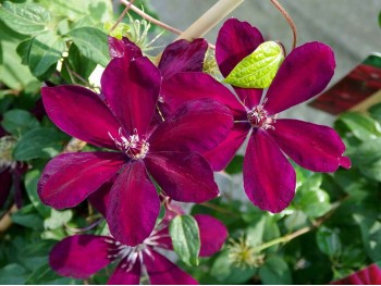 Powojnik Clematis Westerplatte