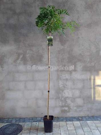 Robinia akacjowa Umbraculifera NA PNIU 210 cm