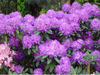 Rhododendron Alfred