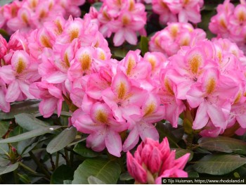 Rhododendron Arkadius