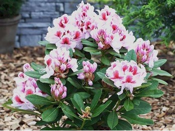 Rhododendron Belami