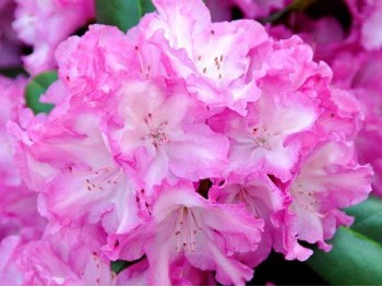 Rhododendron Blurettia