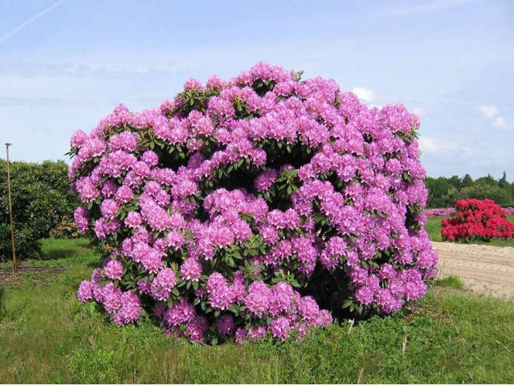 Różanecznik Catawbiense Grandiflorum