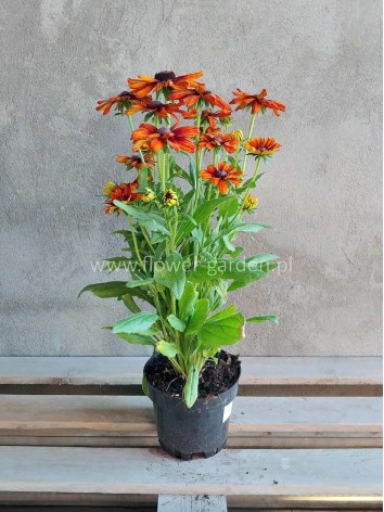 Rudbekia Summerina Orange PBR