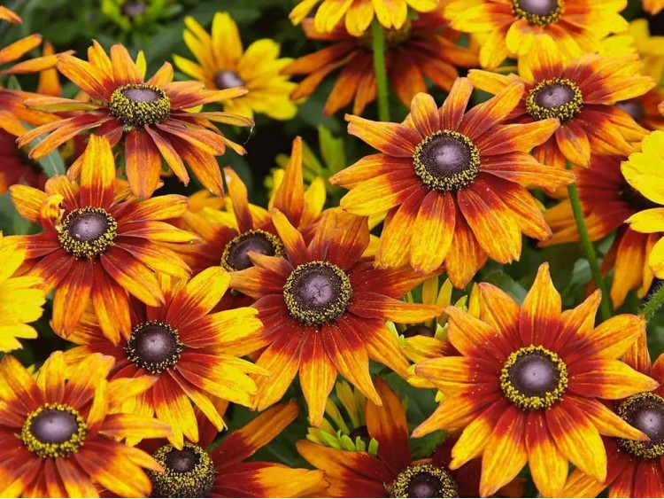 Rudbekia Summerina Orange PBR