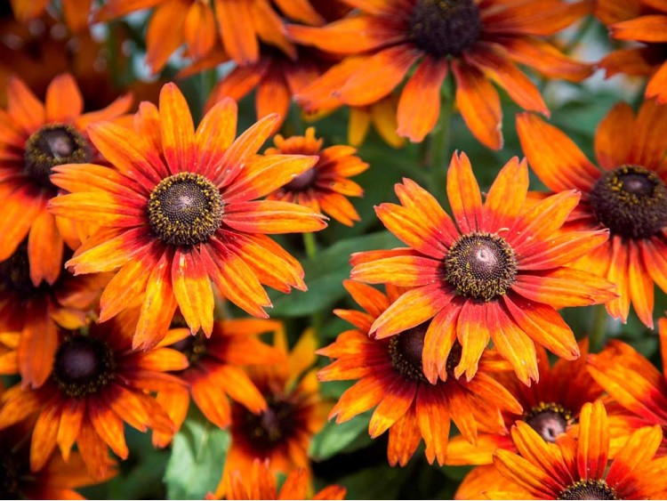 Rudbekia Summerina Orange PBR