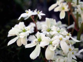 Skalnica zarzyczkolistna 'Tracie'