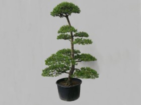 Scots pine Niwaki (nr 13)