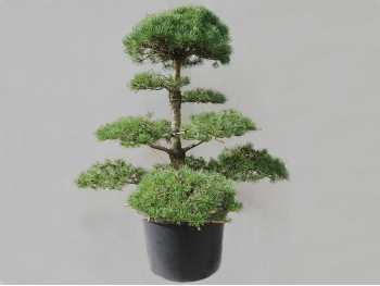 Scots pine Niwaki (nr 13)