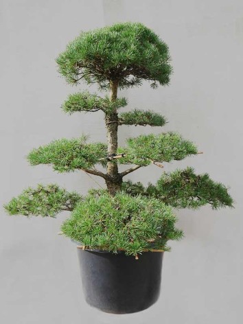 Scots pine Niwaki (nr 13)