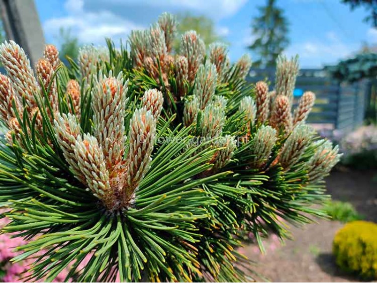 Sosna bośniacka Pirin 90cm NA PNIU