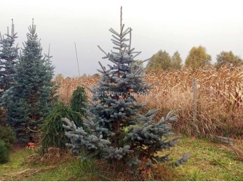 Świerk kłujący Hoopsi XXL 300 cm