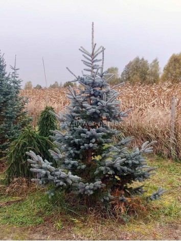 Świerk kłujący Hoopsi XXL 300 cm