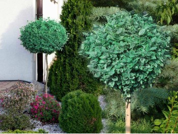 Trzmielina Emerald Gaiety na pniu 110-130cm