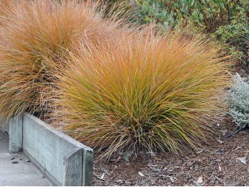 Turzyca ceglasta Prairie Fire