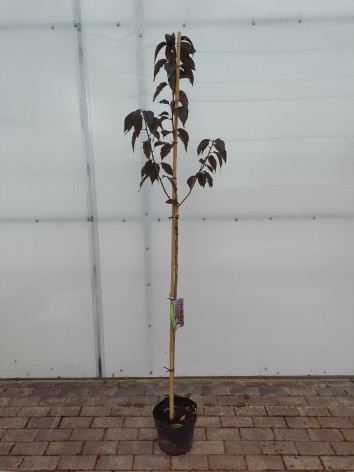 Wiśnia piłkowana Royal Burgundy na pniu 150 cm