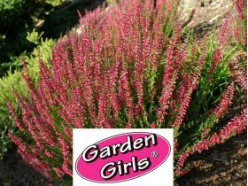 Wrzos Aphrodite ® Garden Girls