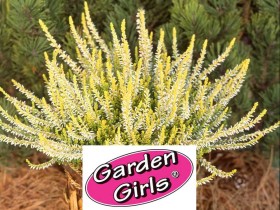 Wrzos Sandy ® Garden Girls