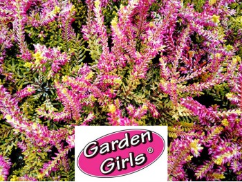 Wrzos Theresa ® Garden Girls