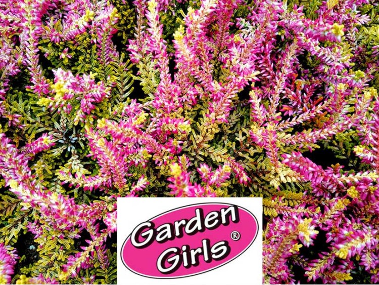 Wrzos Theresa ® Garden Girls