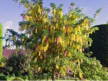 Złotokap Adama żółto-różowy (laburnocytisus)