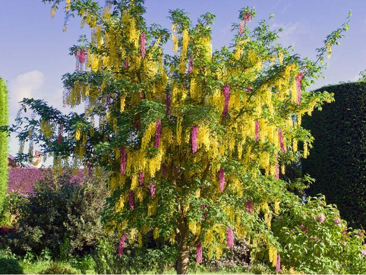 Złotokap Adama żółto-różowy (laburnocytisus)