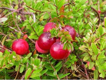 Cranberry Pilgrim