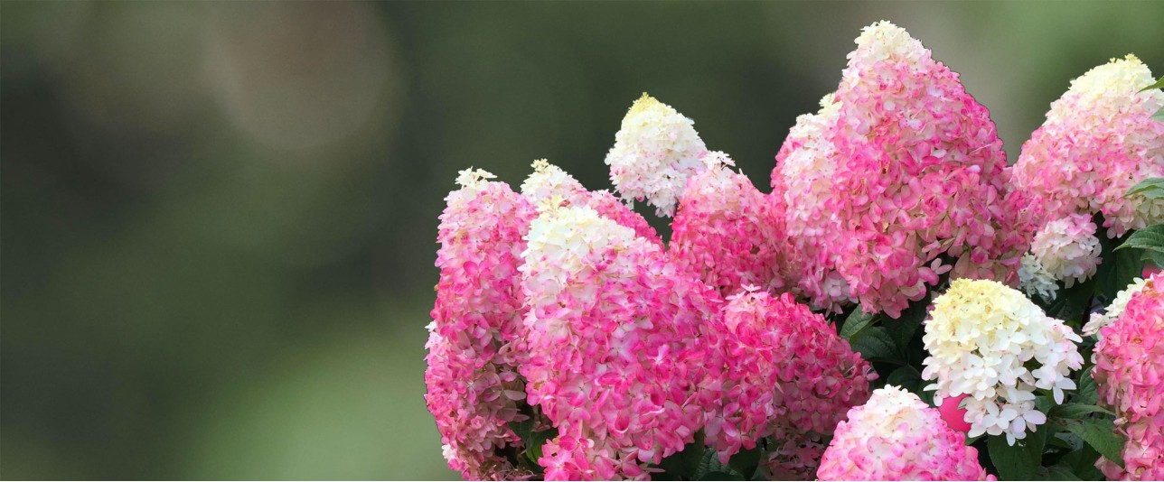 Hydrangeas