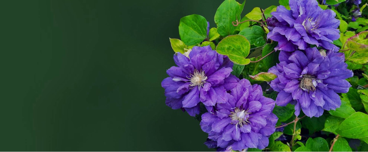 Large-flowered clematis