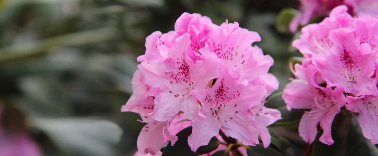 Azaleas and Rhododendrons